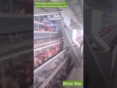 Automatic Egg Layer Chicken Cage Breeding Chicken Equipment