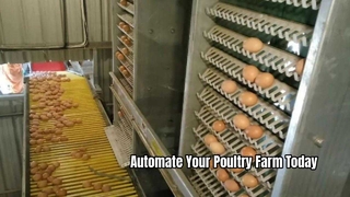 Sistema automático de jaulas para gallinas ponedoras para avicultura