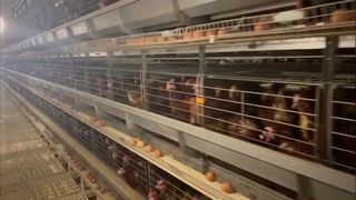 jaula de las aves de corral