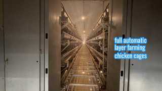 El pollo de la capa jaulas completamente automáticas 100.000 aves de las gallinas ponedoras