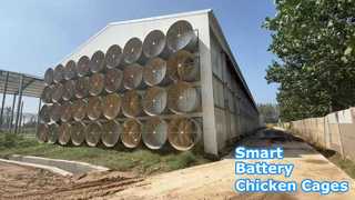 Cobertizo para pollos con capa de batería con control ambiental