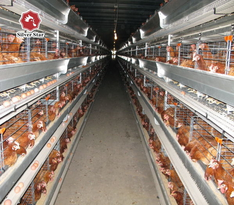 Reliable Medium Sized Broiler Cages For Effective Management Of Young Chicks