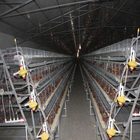 Full Automatic System A Type Layer Hen Cage Hot Galvanizd