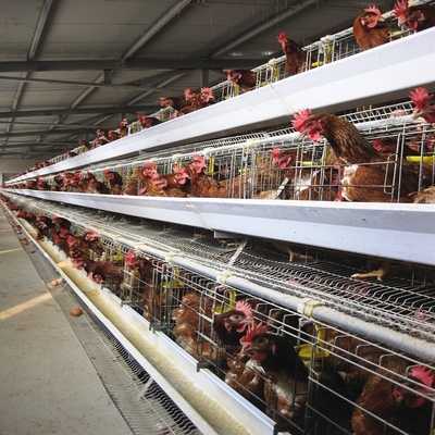 Layer Cage Poultry Equipment Automatic 3 Tiers 4 Tiers A Type Poultry Cages