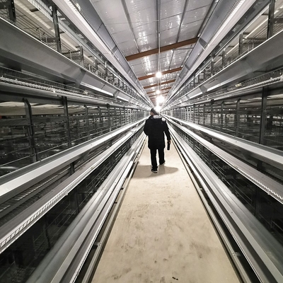 Hot Galvanized Automatic H Type Chicken Brooder Layer Cage Broiler Poultry Cage