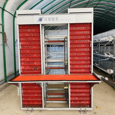Resilient medium-sized broiler cages ensure efficient management of small chicks.