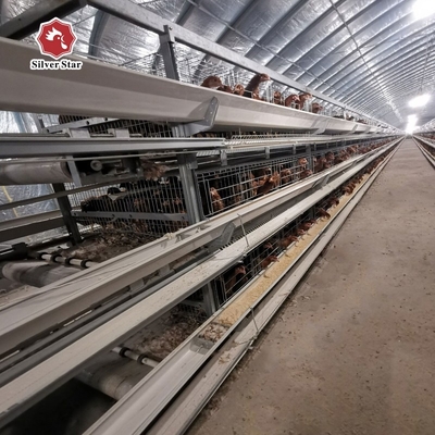 Resilient medium-sized broiler cages ensure efficient management of small chicks.
