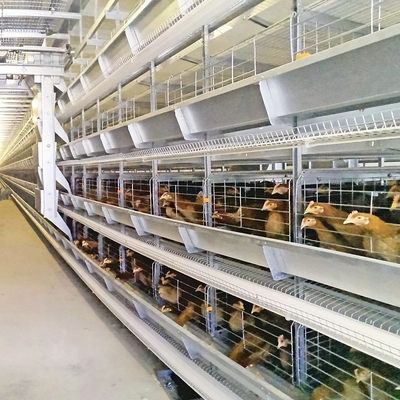 Solid Medium-Sized Broiler Enclosure Layer Chicken Cage With Anti-Escape Design Promotes Effective Chick Supervision