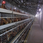 Meat Broiler Chicken Cages With Automatic Poultry Feeding