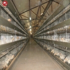 H Type Chicken Feeder Cage Animal Laying Chicken Cages For Broilers And Chicks