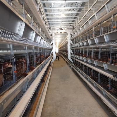 Sturdy medium-sized broiler cages are ideal for managing young chicks.