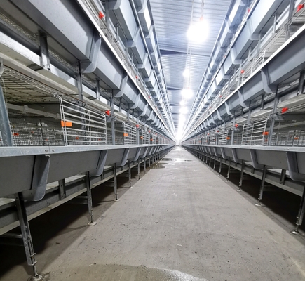 H Type Battery Broiler Chicken Cage Automatic For Poultry Farm