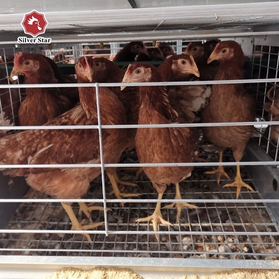 Hot-Dip Galvanized High-Efficiency 4-8 Tier Automatic Layer Cage - Hot Galvanized & Auto Egg Conveyor