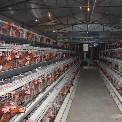 Q235 Hot  Galvanized Automatic Egg Layer Chicken  For Poultry Cages  Layer Chickens  10000 Birds