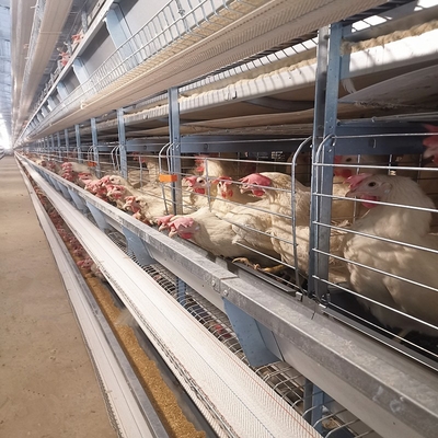 Robust medium broiler cages are designed to efficiently manage young chicks.