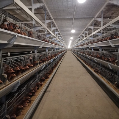 Battery Cages For Laying Hens In This Poultry Farmhouse Are Hot-dip Galvanized For Durability.