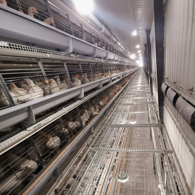 Robust medium broiler cages are designed to efficiently manage young chicks.