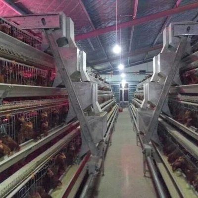 Battery Cages For Laying Hens In This Poultry Farmhouse Are Hot-dip Galvanized For Durability.