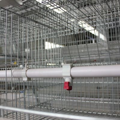 Fully Automatic H-Type Broiler Cage System with Hot-Dip Galvanized Steel for High-Density Poultry Farming