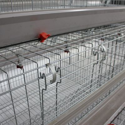 H-Type Automated Broiler Cage System for Commercial Poultry Farms