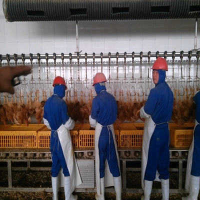 3000 Birds / H Poultry Slaughtering Equipment Chicken Slaughter Line 10000BPH