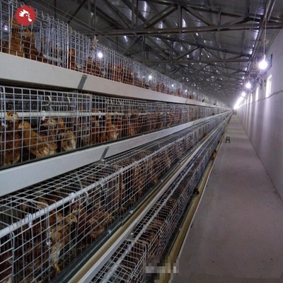 Poultry Farming Equipment Automatic H Type Battery System Broiler Chicken Cages