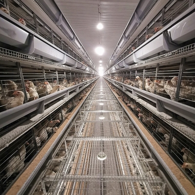 Robust medium broiler cages are designed to efficiently manage young chicks.