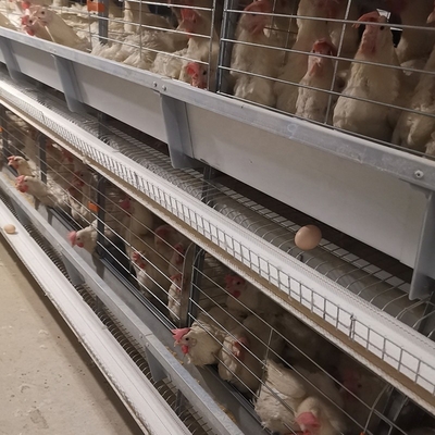 Robust medium broiler cages are designed to efficiently manage young chicks.