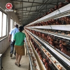 90-160 Chickens Battery Chicken Cage With 3-4 Layers Ventilation System