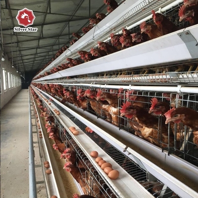 Resilient Medium Broiler Coop With Ventilation Features , Ensures Optimal Chick Management