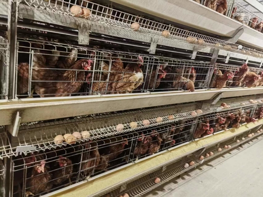 Resilient Medium Broiler Coop With Ventilation Features , Ensures Optimal Chick Management