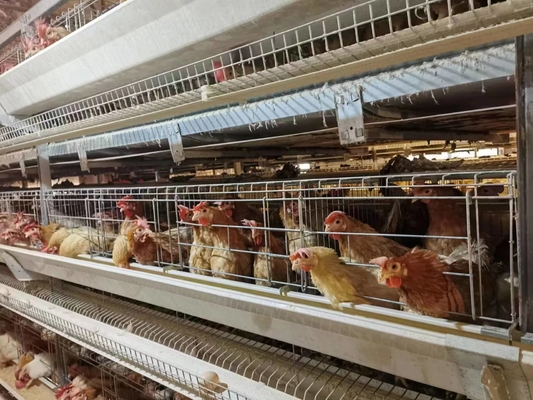 Long-lasting medium broiler cages are essential for managing little chicks effectively.