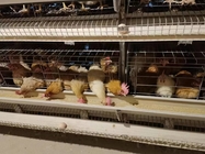 Chicken Animals Battery Cages Layer System With Auto Feeder Drinker And Cleaner