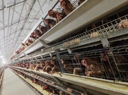 30000 Birds Hot Dip Galvanized Steel H Type Battery Cages For Broiler Chicken