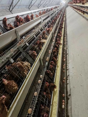 Galvanized A-Type Laying Hens 5-Layer Battery Cage And Automatic Breeding System