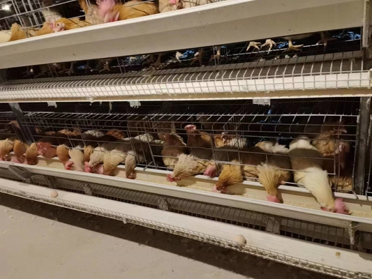 Resilient Medium Broiler Coop With Ventilation Features , Ensures Optimal Chick Management