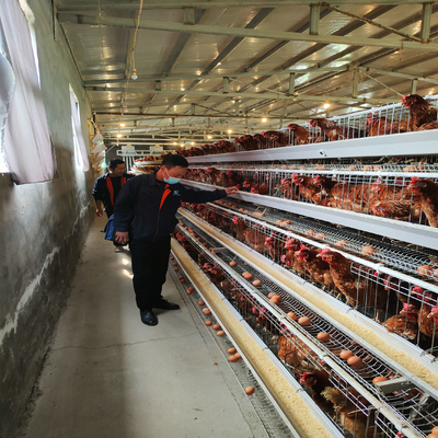 Stacking High-density Hot-dip Galvanized Layer Chicken Cages Enhances Feeding Efficiency And Productivity.