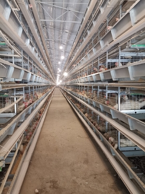 4000-5000 Birds 4 Layer Battery H Type Chicken Egg Laying Hens Poultry Cage With Automatic Egg Collection System