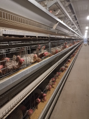 Q235 Galvanized A Type Battery Layer Chicken Cages Automatic Egg Poultry Farming Equipment System