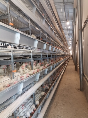 Stacking High-density Hot-dip Galvanized Layer Chicken Cages Enhances Feeding Efficiency And Productivity.