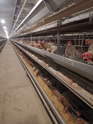 4000-5000 Birds 4 Layer Battery H Type Chicken Egg Laying Hens Poultry Cage With Automatic Egg Collection System
