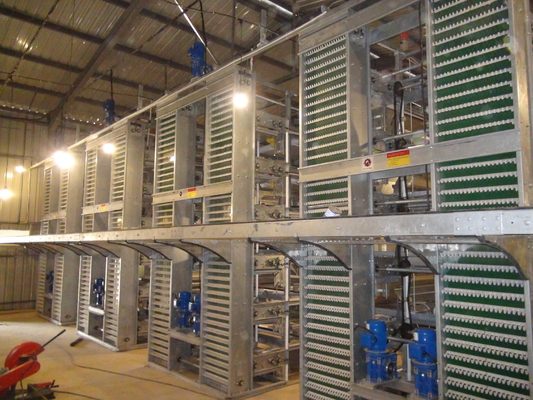 Hot Galvanized Automatic H Type Chicken Brooder Layer Cage Broiler Poultry Cage