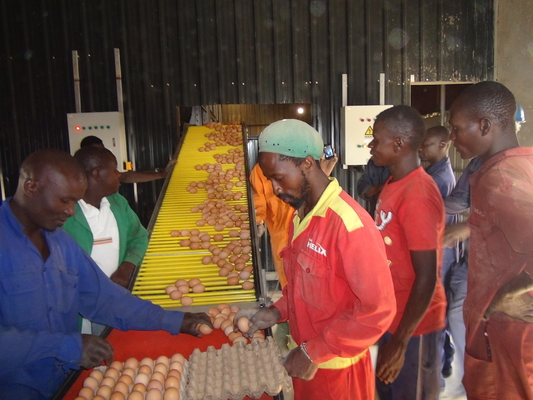 Layer Chicken Cage And Automatic Egg Collection Poultry Farm House Equipment