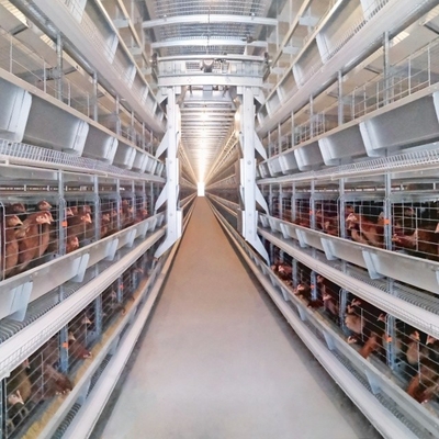 Hot Galvanized Automatic H Type Chicken Cage Layer Poultry For Farming Equipment