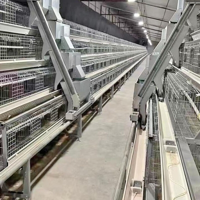 Automatic Egg Collection Device For  A Type And H Type Chicken Cage For Poultry Raise