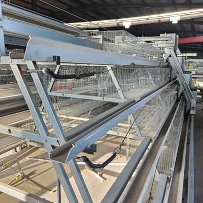 Automatic Egg Collecting System Poultry Cage with Cold Galvanized Wire Mesh Surface