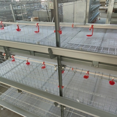 Automatic Egg Collection Device For  A Type And H Type Chicken Cage For Poultry Raise