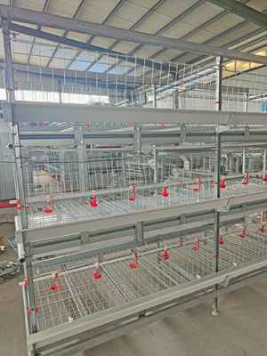 Battery Cage System Features Four Tiers And Is Designed For 120 Birds With Automatic Ventilation.