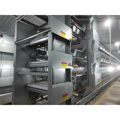 Automatic Egg Collection Device For  A Type And H Type Chicken Cage For Poultry Raise