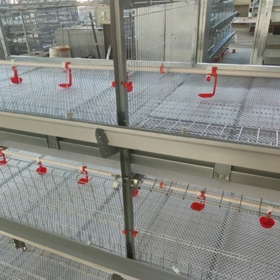 Automatic Layer And Broiler 3 Tiers 4 Tiers Poultry Cages For Layer Chickens  50000 Birds